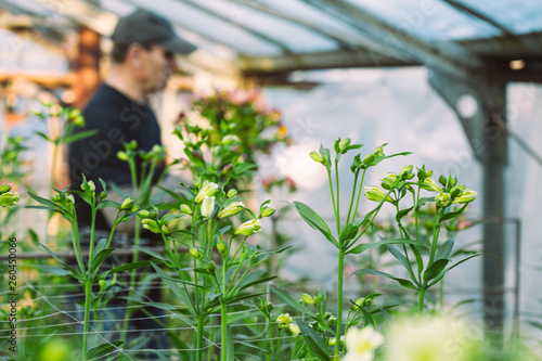 Green house with Alstroemeria flowers. Gardener in blur.