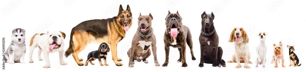 Group of eleven cute dogs different breed isolated on white background