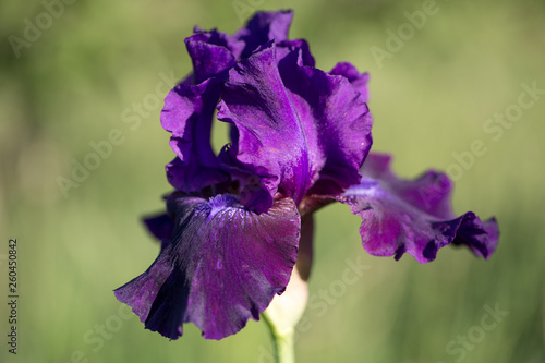 Fototapeta Naklejka Na Ścianę i Meble -  A closeup of a purple violet velvet bearded iris using a shallow depth of field