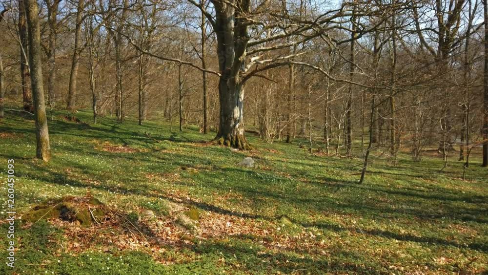 A bed of wood anemone and an old tree in the background. A bed of wood anemone and an old tree in the background.