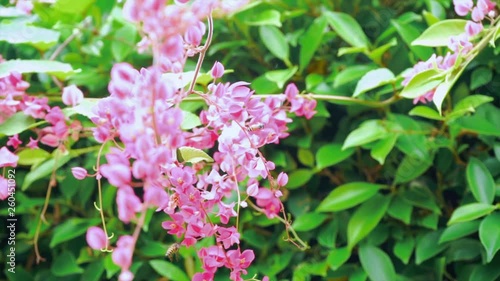 Wallpaper Mural Antigonon leptopus hook in nature, bees are flying and the wind blowing gently. 4K slow motion. Torontodigital.ca