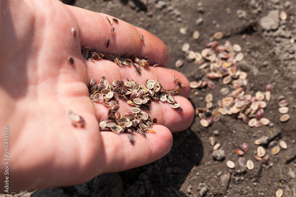 add new seeds of fennel add new seeds of fennel
