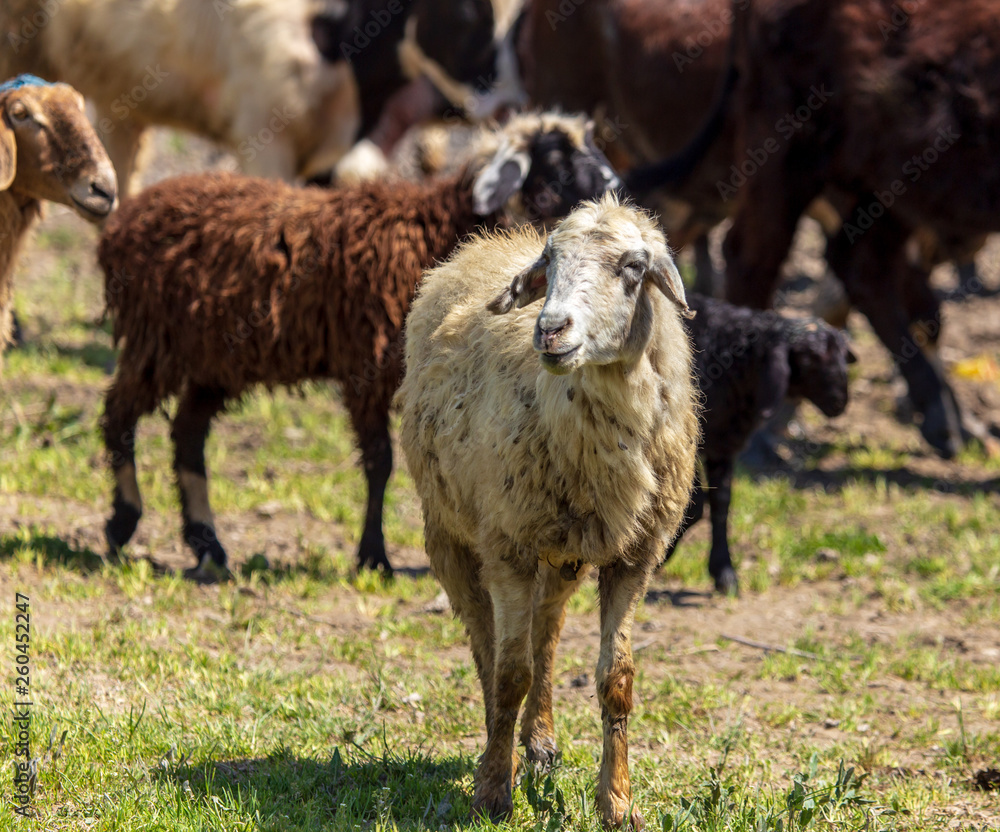 Obraz premium Sheep graze in the meadow in spring