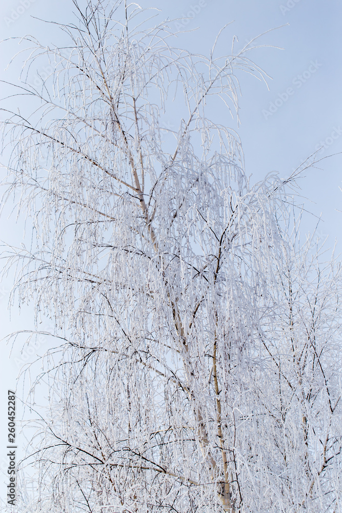 Frozen branches on a tree against a blue sky Frozen branches on a tree against a blue sky