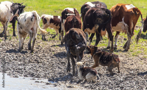 Dogs graze cows in nature in spring