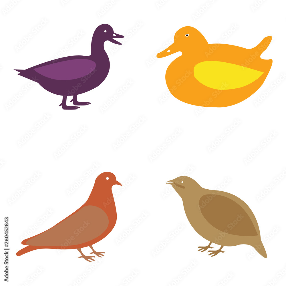 Vector set of birds including a ducks and pigeons