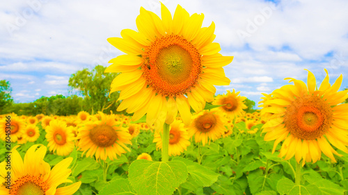 closed up Sun flowers with blue sky background.