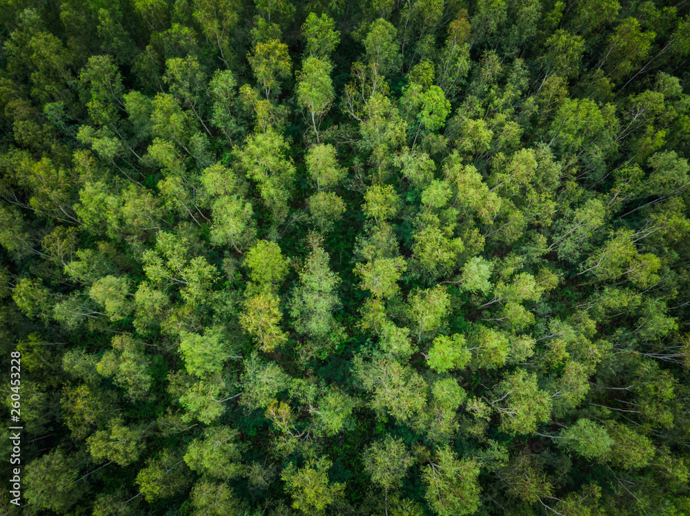 perspective aerial top view green trees
