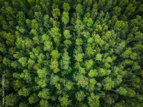perspective aerial top view green trees © SHUTTER DIN
