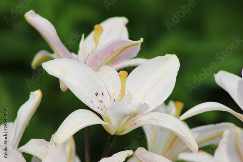 white lily