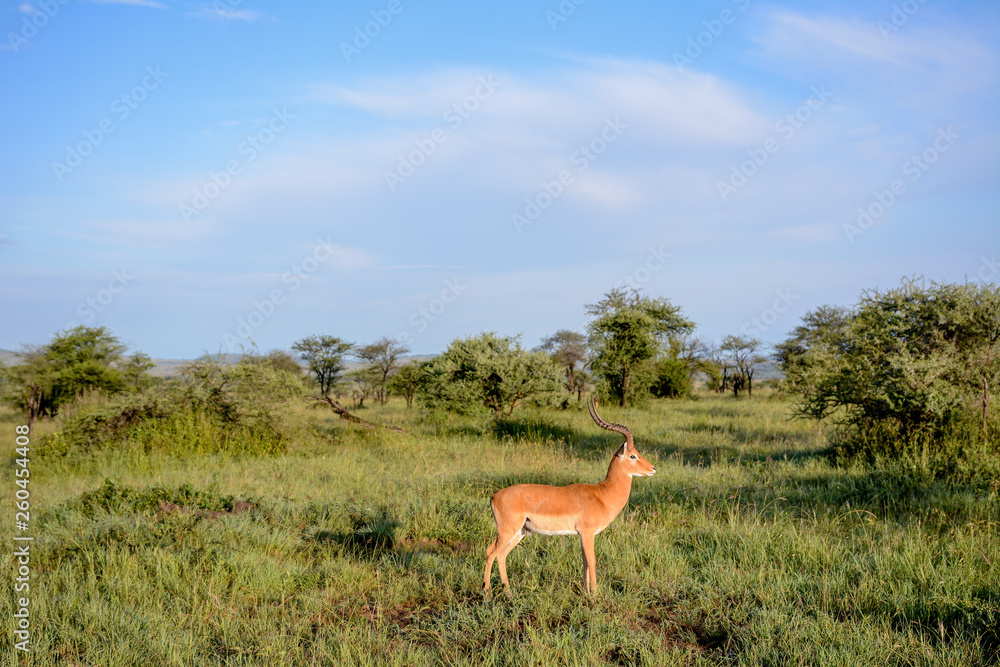 Fototapeta premium portrait Impala in Serengeti