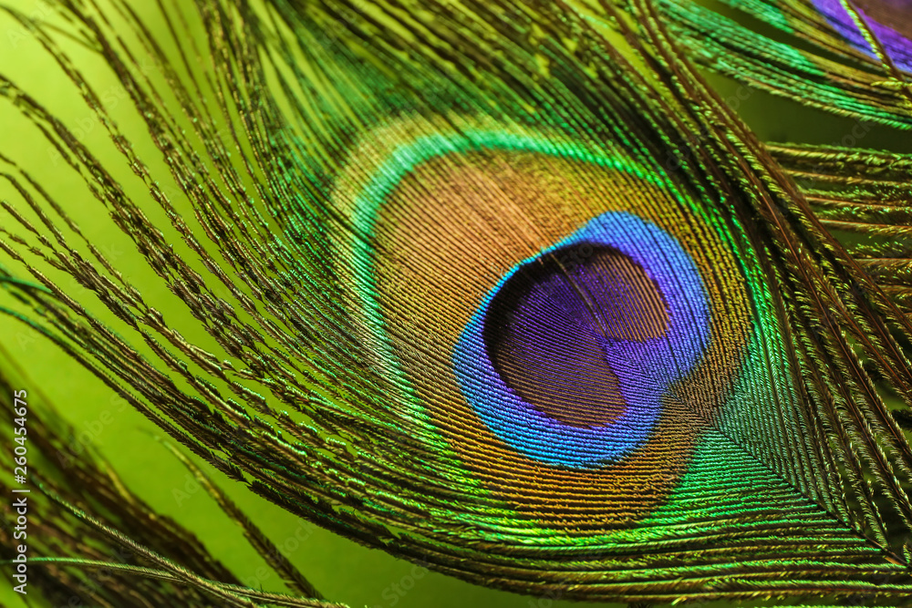 Obraz premium Bright peacock feather, closeup