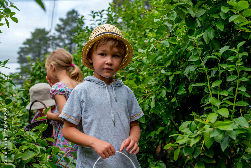 young boy picking blueberries young boy picking blueberries