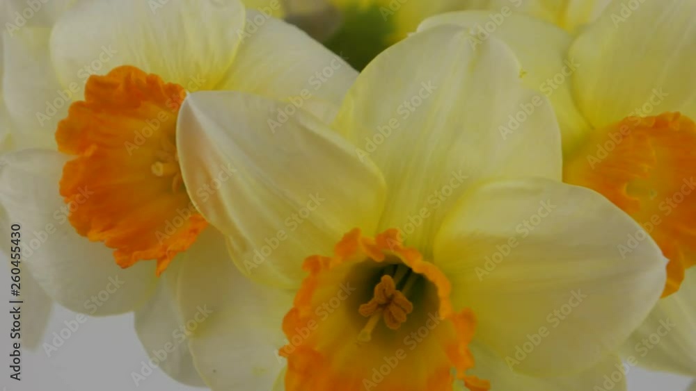 Bouquet of yellow daffodils on the white background Bouquet of yellow daffodils on the white background