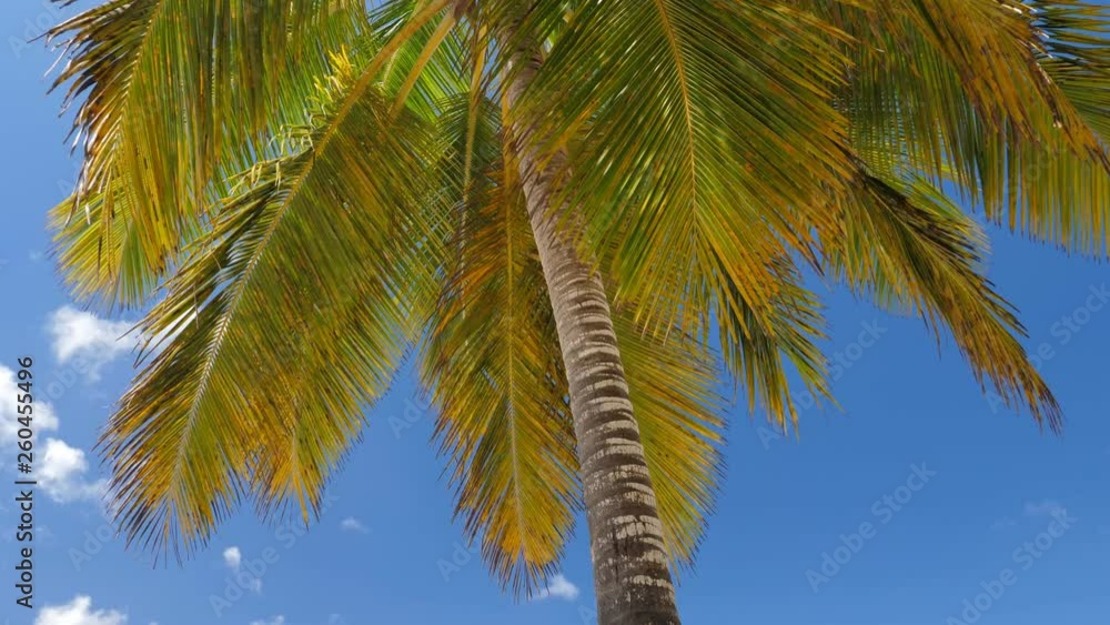 Top of coconut palm trees caribbean island. Vacation holidays summer Top of coconut palm trees caribbean island. Vacation holidays summer