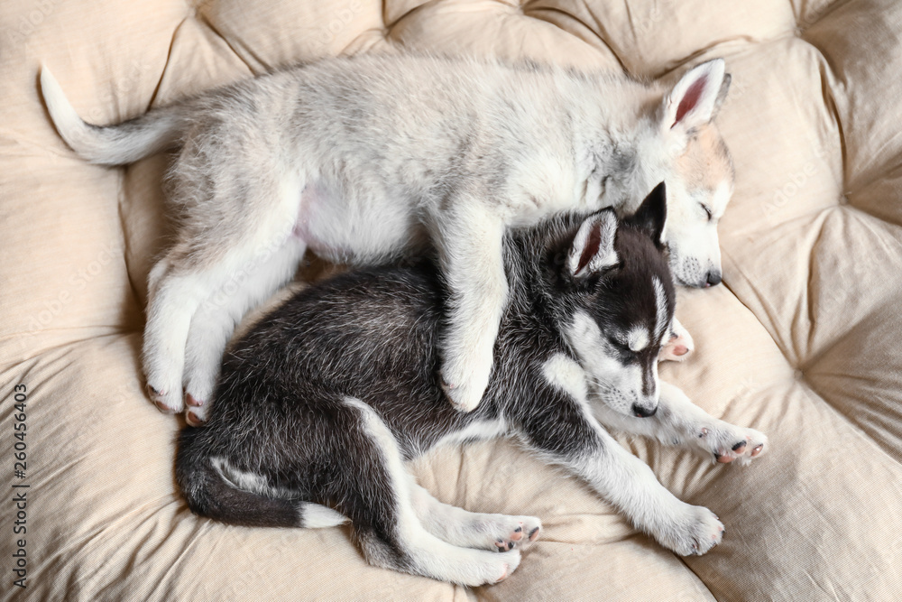 Cute Husky puppies sleeping at home Cute Husky puppies sleeping at home
