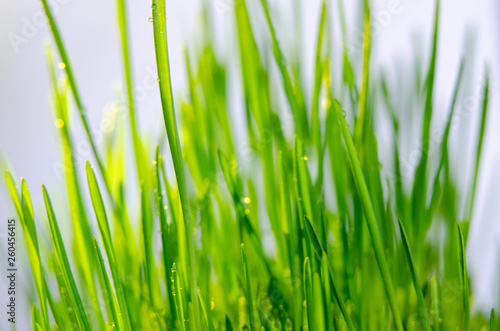 fresh green grass natural background