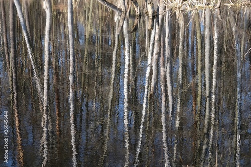 Fototapeta Naklejka Na Ścianę i Meble -  Odbicie pni drzew w jeziorze