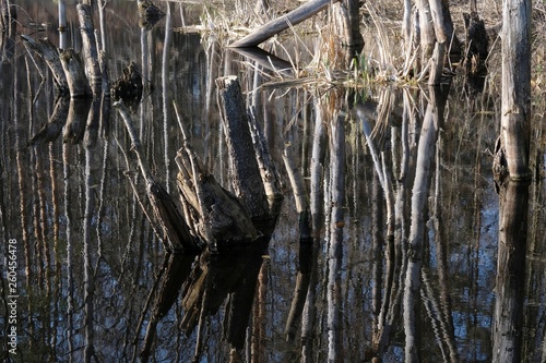 Fototapeta Naklejka Na Ścianę i Meble -  Odbicie pni drzew w jeziorze