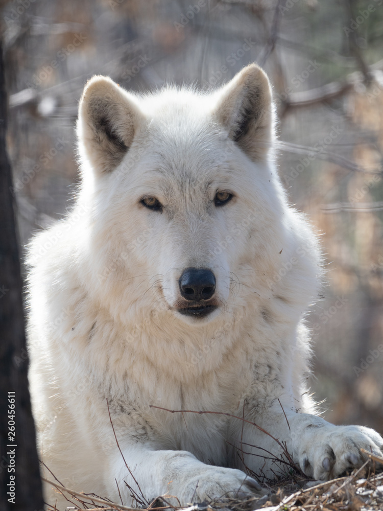 Close Up of a Gray Wolf Looking at the Camera