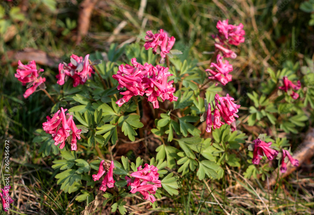 beautiful flowers in nature in the botanical garden