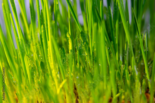 fresh green grass natural background