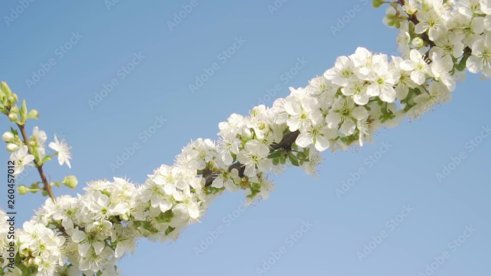 Flowering branch of apple or fruit tree close-up against the sky. Flowering branch of apple or fruit tree close-up against the sky.