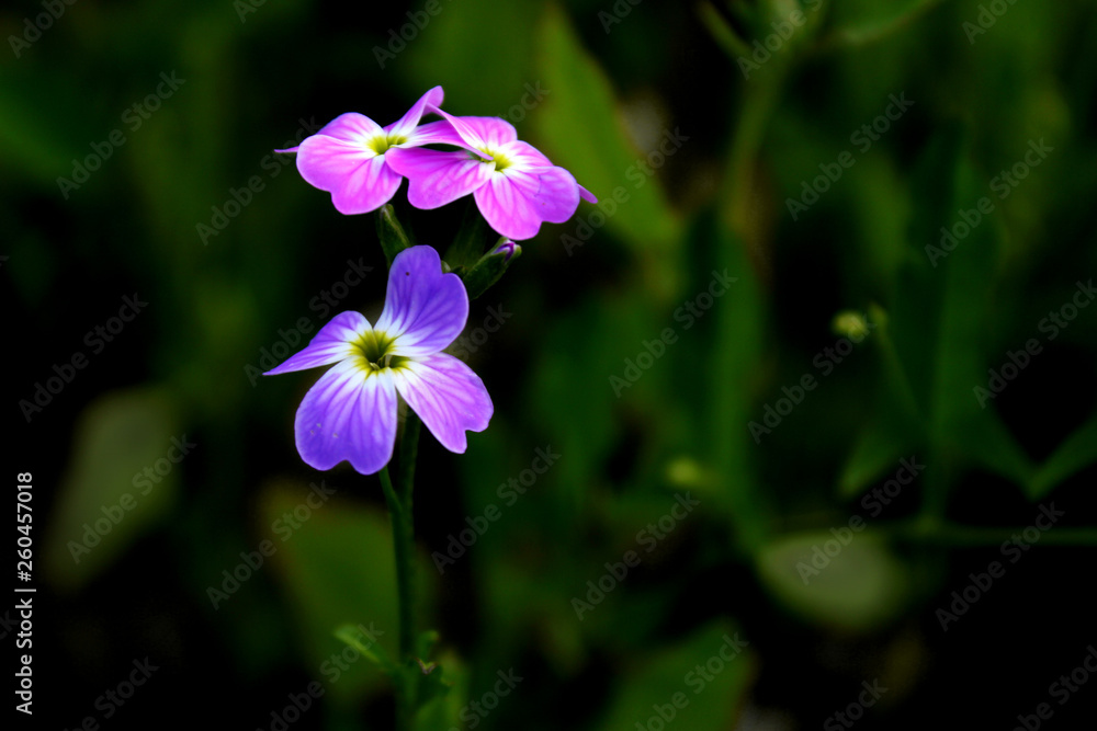 purple flower in the garden purple flower in the garden