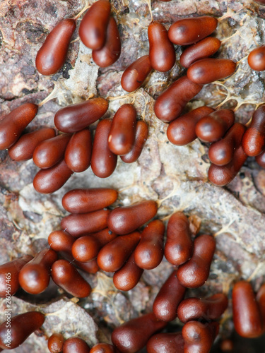 Insect egg slime mold, Leocarpus fragilis photo