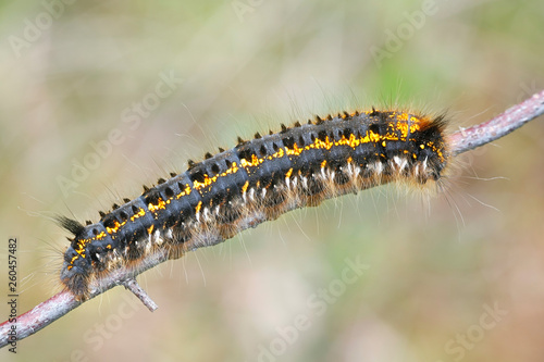 Euthrix potatoria, the drinker, a moth caterpillar of the family Lasiocampidae photo