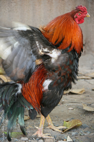 Rooster (Vietnam)