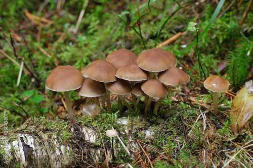 Brittlestem fungus, Psathyrella sp, wild mushroom from Finland