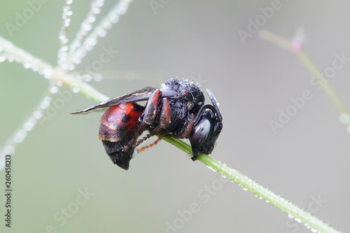 Sleeping kleptoparasitic bee, Epeoloides coecutiens photo