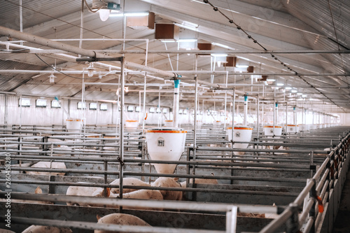 Fotografie Lots of pigs in animal shed eating, standing and lying