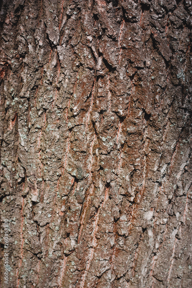 Naklejka premium wood texture, bark