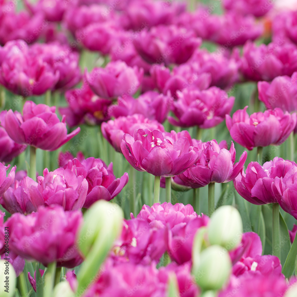 bright open lilac pink tulips blooming in the spring garden bright open lilac pink tulips blooming in the spring garden