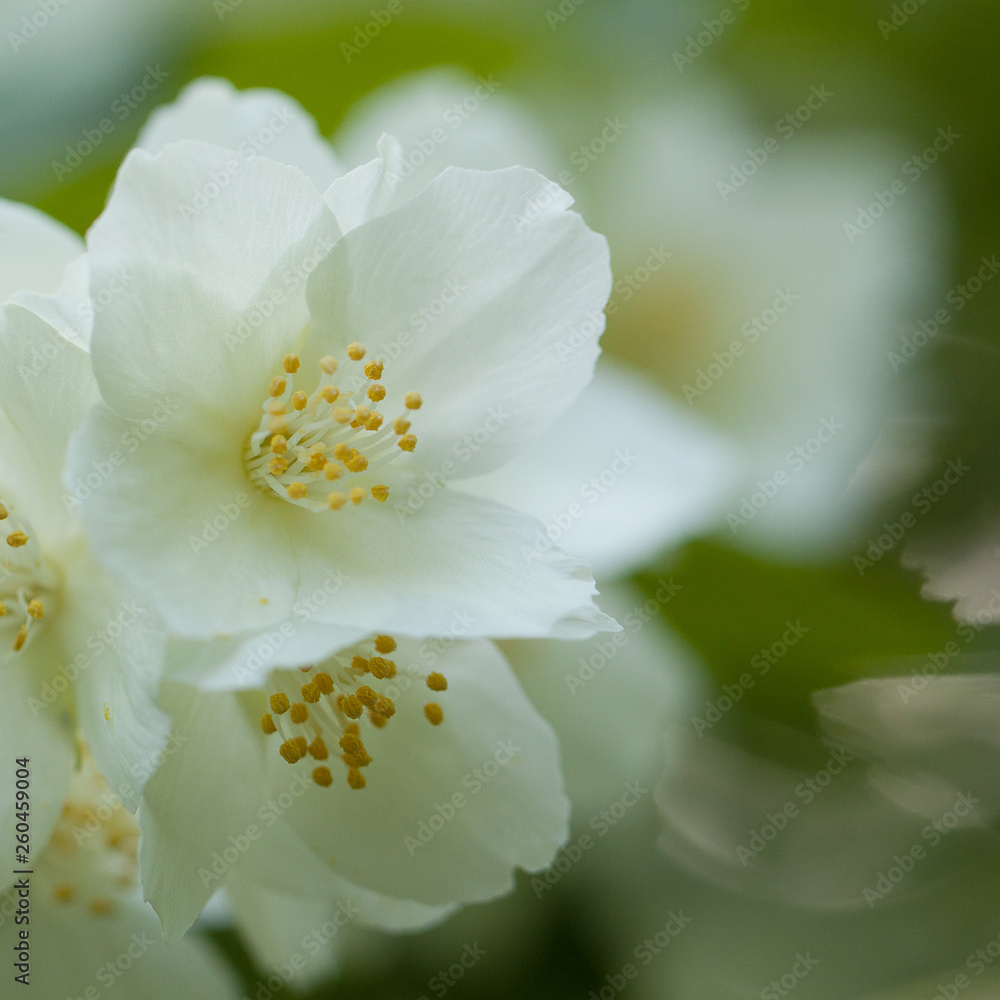 Fototapeta premium delicate beautiful jasmine flowers