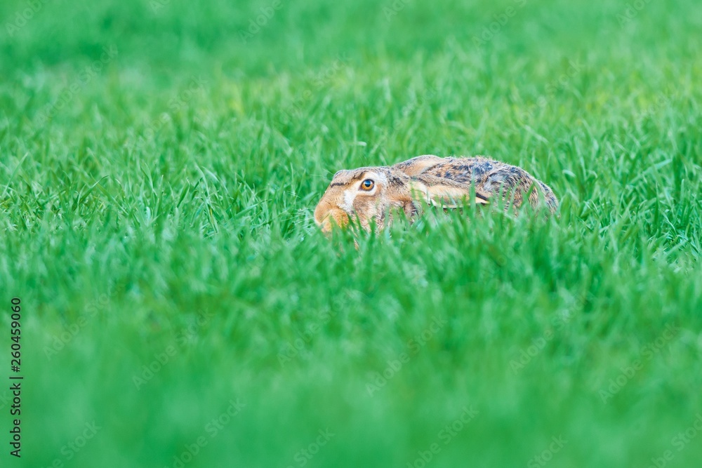 Hare hidden in the grass watching the surroundings. Hare hidden in the grass watching the surroundings.