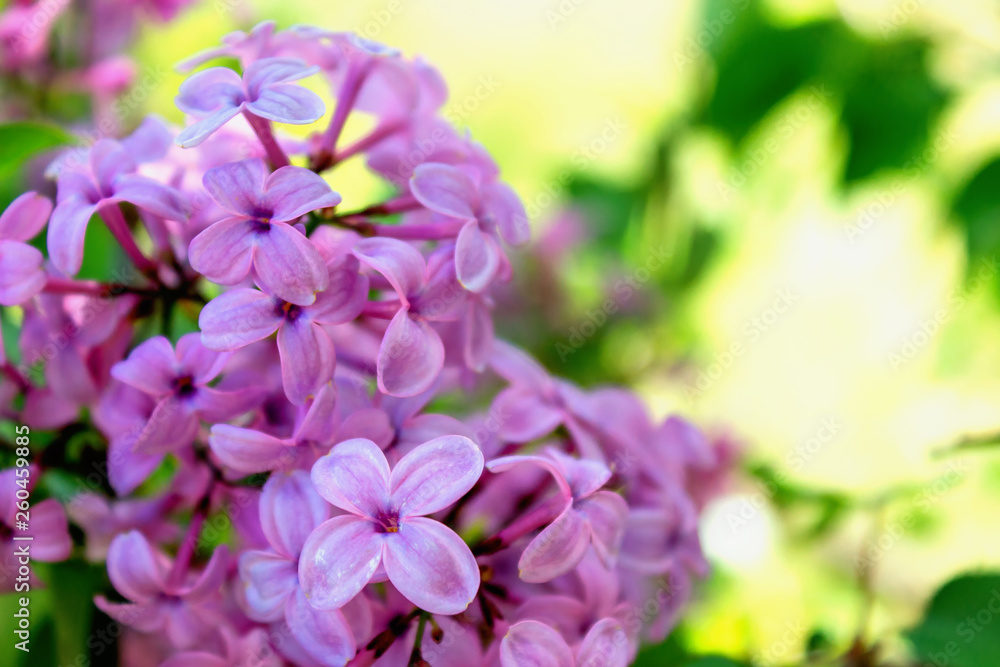 Beautiful blooming lilac in the spring garden. Beautiful blooming lilac in the spring garden.