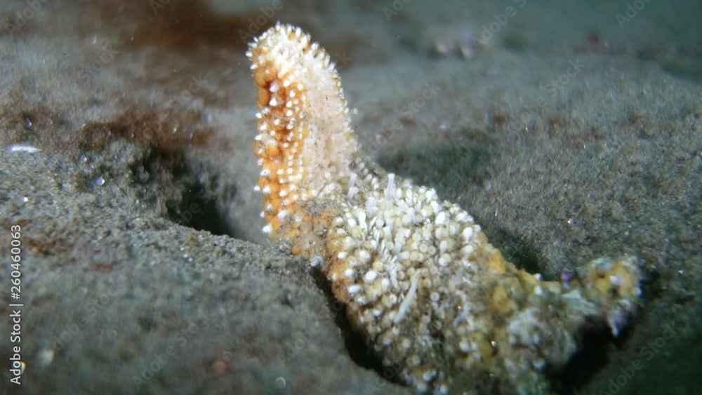 Close Up: Bumpy Orange White Starfish In Sandy Hole on Ocean Floor in Monterey, California Close Up: Bumpy Orange White Starfish In Sandy Hole on Ocean Floor in Monterey, California