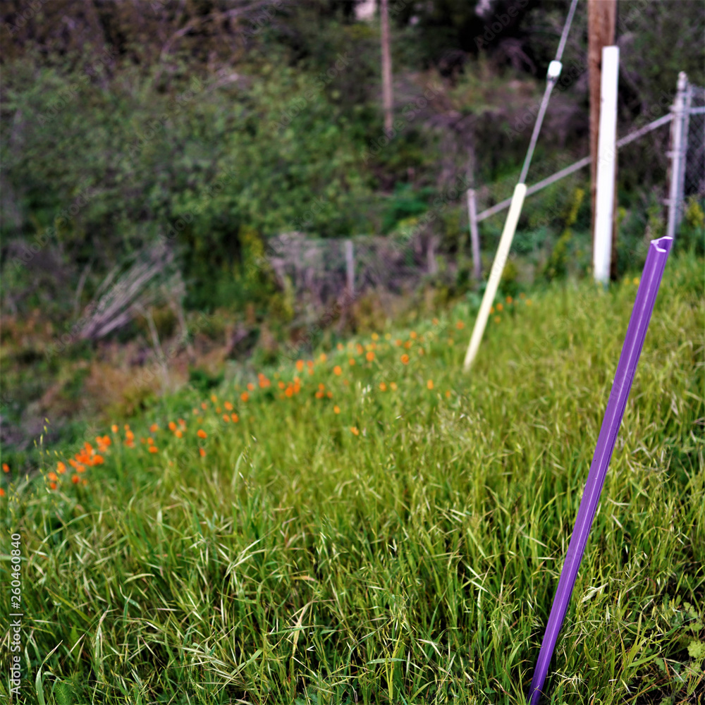 purple stick on green hillside