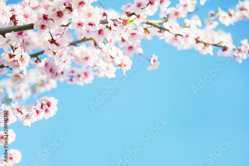 Cherry blossom flower with blue sky on background  close-up shot.