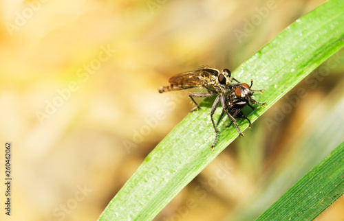 Macro Robber fly are catching flies