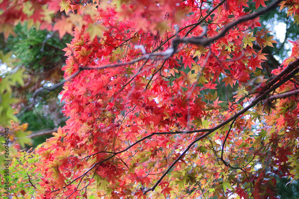 紅葉