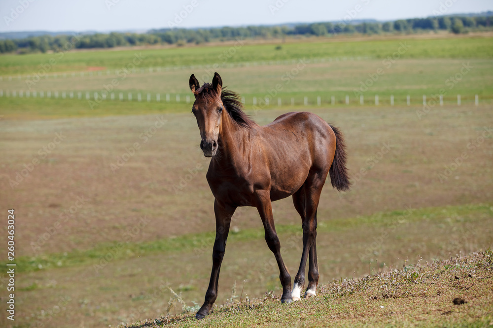 brown stallion / horse in the pasture