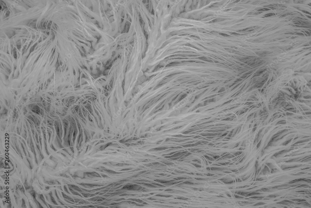 Texture of gray shaggy fur. Texture of gray shaggy fur.