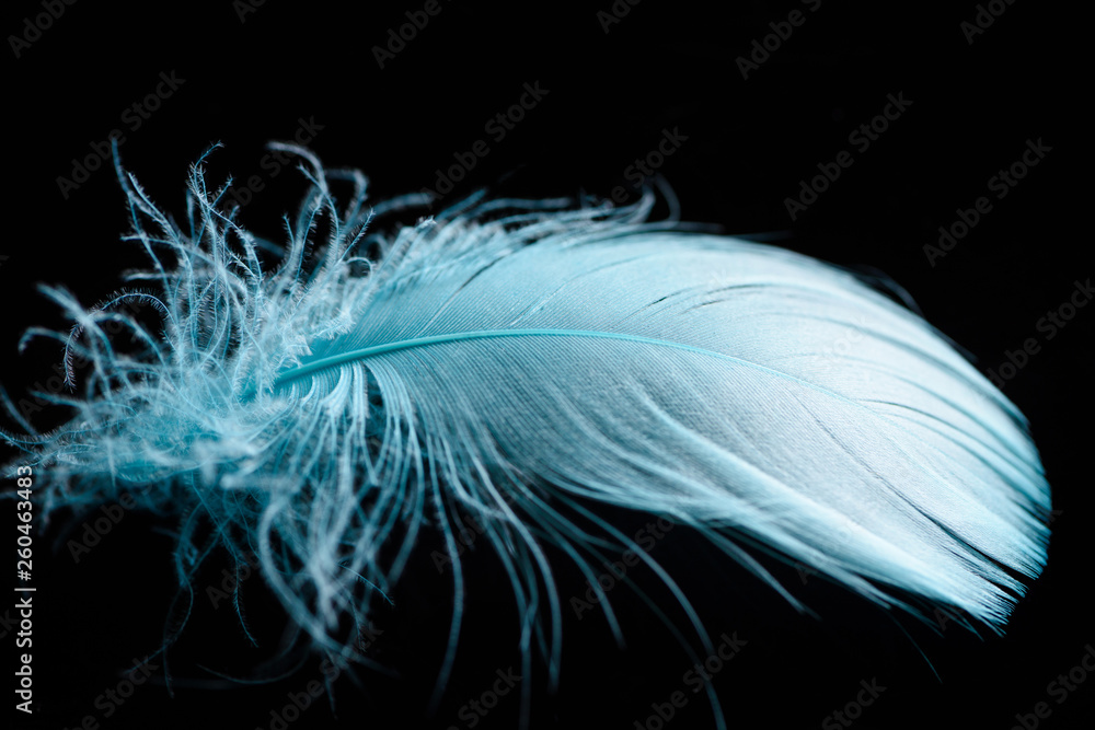 Obraz premium close up of lightweight blue and soft textured feather isolated on black