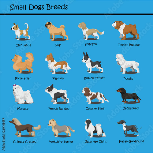 Small Dog Breeds Vector Set © PRANEE