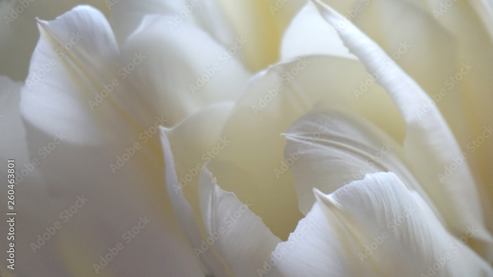 Fototapeta Białe tulipany z bliska