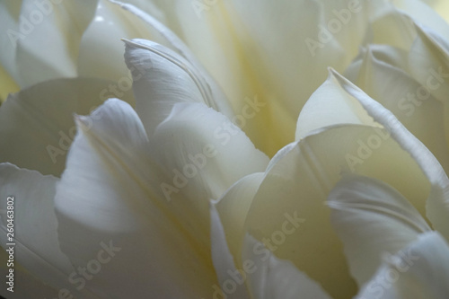 Bild auf Leinwand White tulips close up